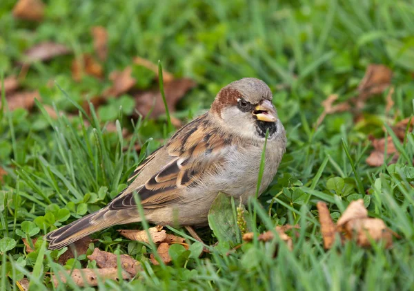 Angry sparrow — Stock Photo, Image