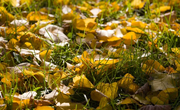 Las hojas en la hierba —  Fotos de Stock