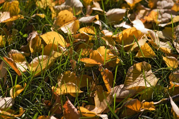 Počátkem podzimu — Stock fotografie