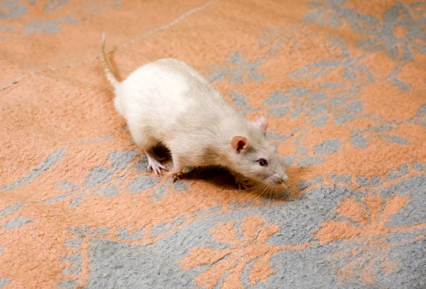 Бегущая крыса — стоковое фото