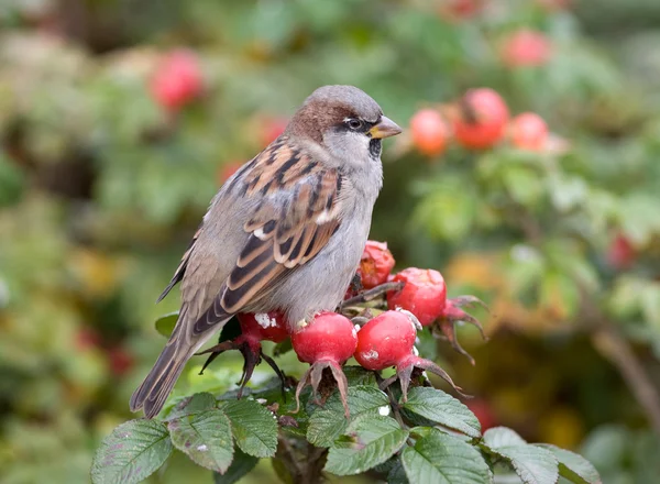 Stock image Sparrow on a branch of dogrose