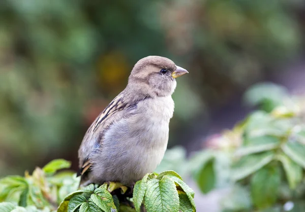 Portrait of a sparrow — Stock Photo, Image