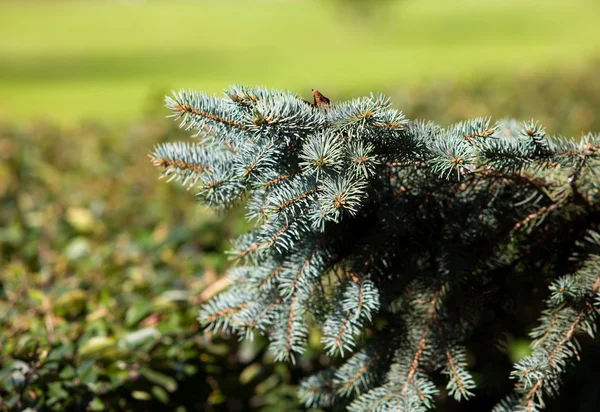 Blue spruce grenar — Stockfoto