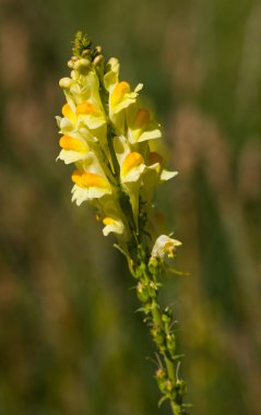 Toadflax