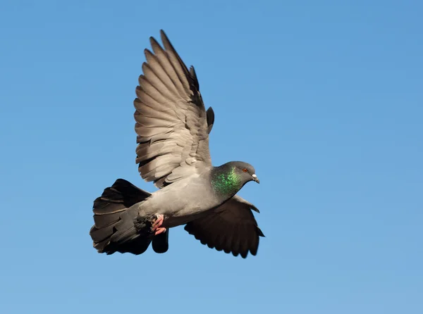 飛行中の鳩 — ストック写真