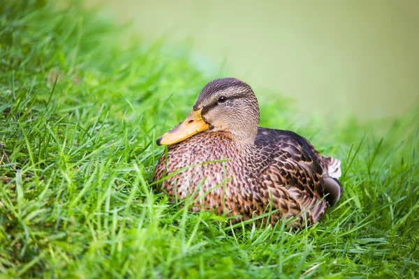 Çimen ördek — Stok fotoğraf