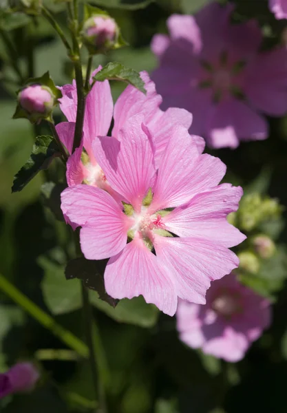 Flores rosadas —  Fotos de Stock
