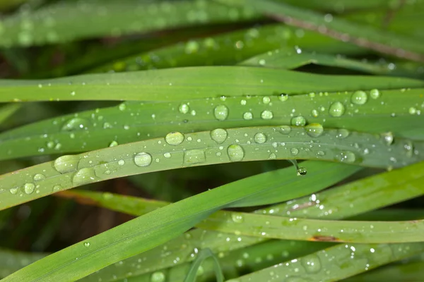 Rain background — Stock Photo, Image