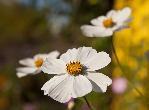 Τρία λευκά λουλούδια — Φωτογραφία Αρχείου
