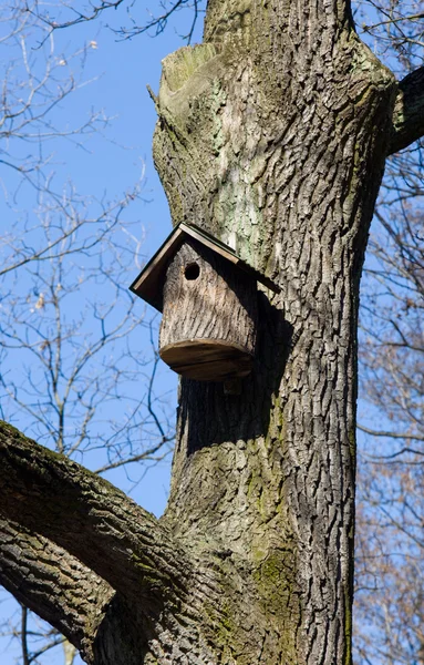 Starling-house — Stock Photo, Image