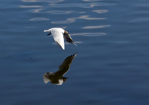 Seagull en reflectie — Stockfoto