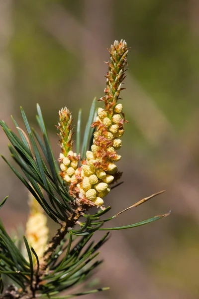 Spring pine — Stock Photo, Image