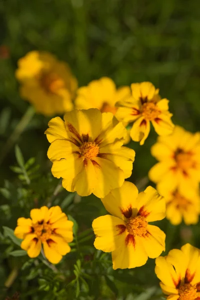 Yellow marigolds — Stock Photo, Image