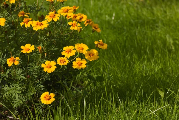 Flowers and grass — Stock Photo, Image