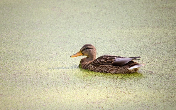 Duckweed — Stok fotoğraf