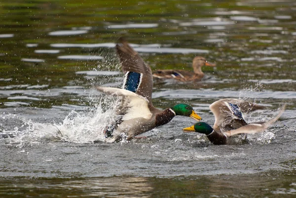 Luta entre dois patos selvagens — Fotografia de Stock