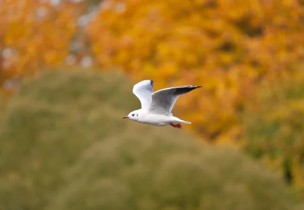 Autumn flight — Stock Photo, Image