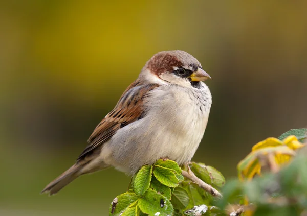 Sparrow in a profile — Stock Photo, Image