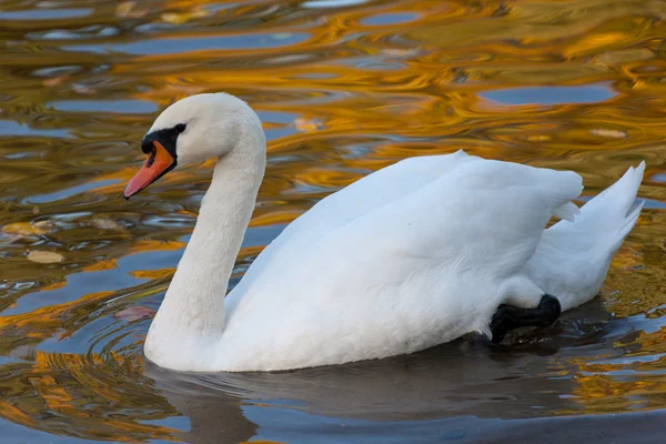 Swan in autumn water — Stock Photo, Image