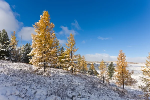 阳光灿烂的冬天风景 — 图库照片