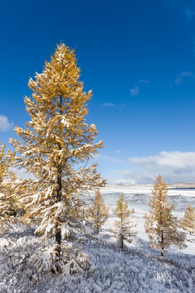 Laranjas de inverno — Fotografia de Stock