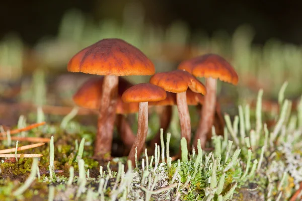 Mushrooms in a moss — Stock Photo, Image