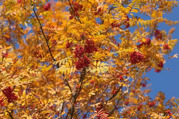 Желтое осеннее рябиновое дерево — стоковое фото