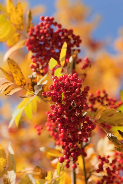 Rowan berry — Stockfoto