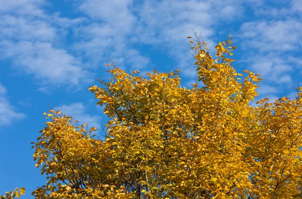 Podle podzimní obloha — Stock fotografie
