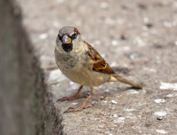 stock image Sparrow on a stone