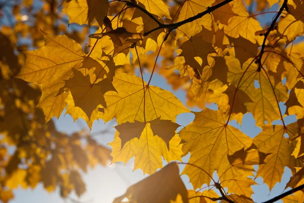 Złota klon liści — Zdjęcie stockowe