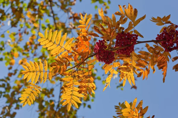 Яскраві осінь — стокове фото