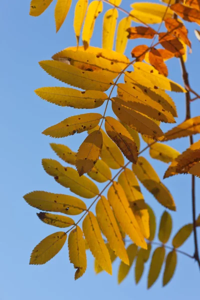 Leaves of an autumn rowan — Stock Photo, Image