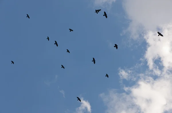 Rebanho de aves — Fotografia de Stock