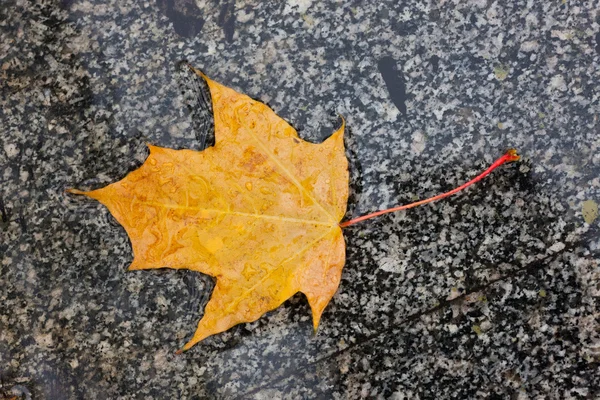 stock image Wet autumn