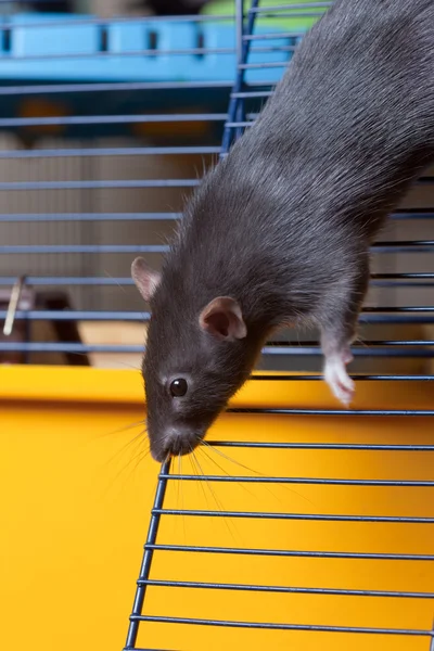 Junge schwarze Ratte — Stockfoto