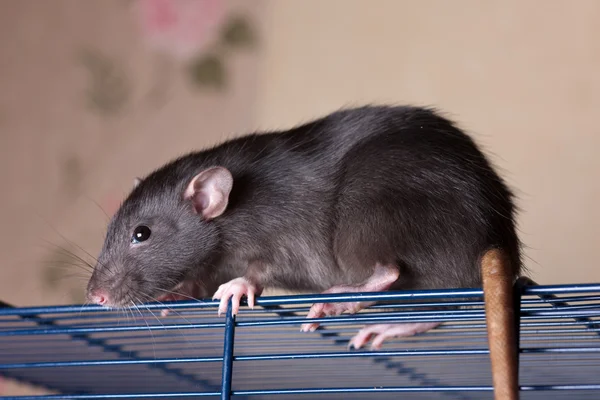 Ratte auf einem Käfig — Stockfoto
