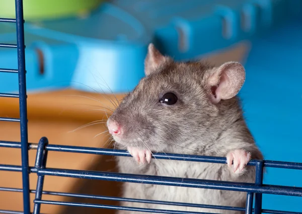 Gray curious rat — Stock Photo, Image