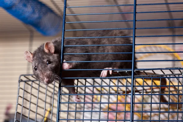 Rat i en bur — Stockfoto