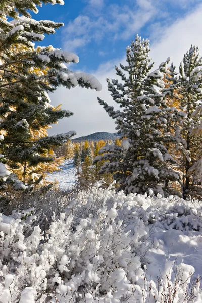 冬の日当たりの良い風景 — ストック写真