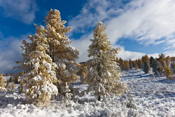 Winter day — Stock Photo, Image