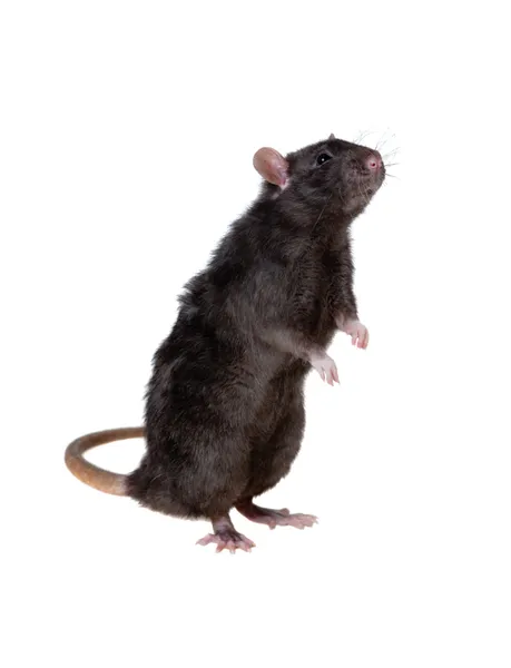 好奇的黑老鼠 免版税图库照片
