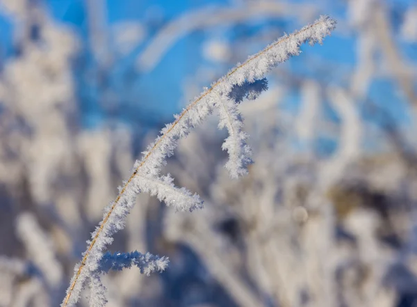 Winter gras — Stockfoto