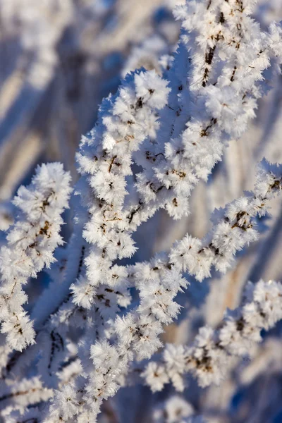 Winter abstract — Stockfoto