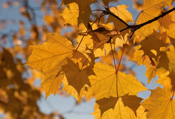 Arany levelek — Stock Fotó