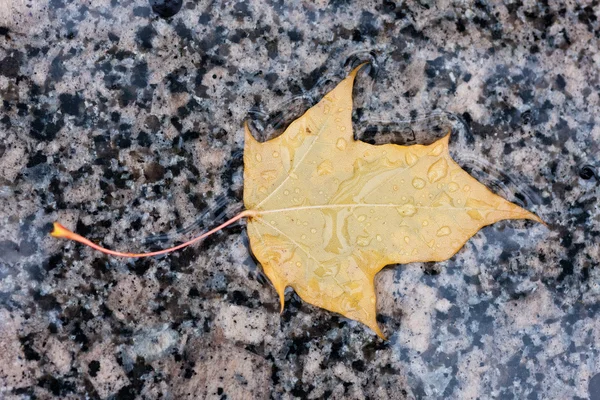 Folha de outono amarelo molhado — Fotografia de Stock