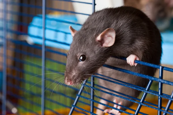 Czarny szczur dumbo rasy — Zdjęcie stockowe