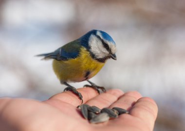 Bluetit