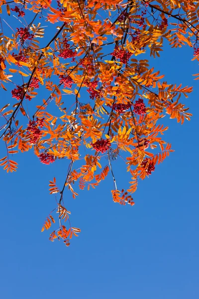 Roter Herbst — Stockfoto