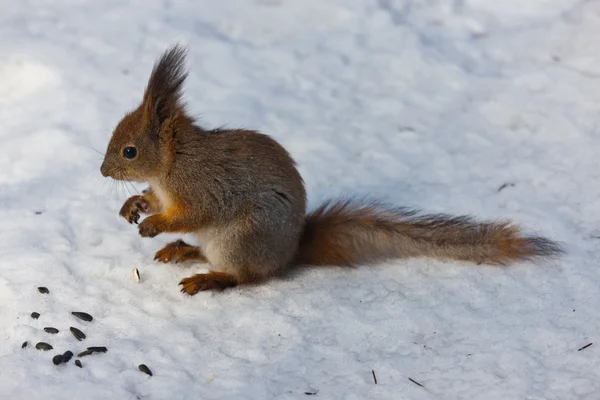 O esquilo no inverno — Fotografia de Stock